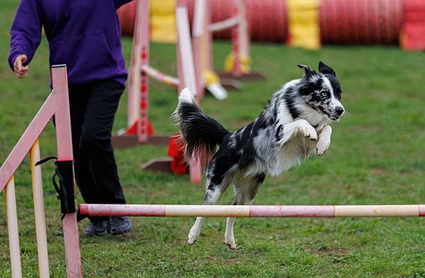 Border collie dog chasing a ball on a green grass field