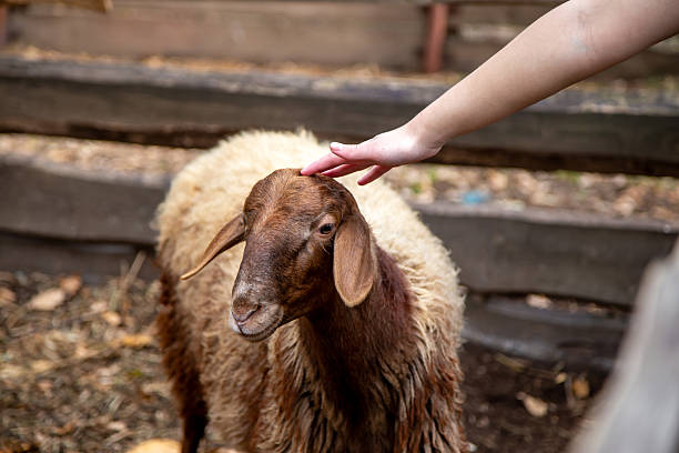 istock A child's hand strokes a sheep 2240003248