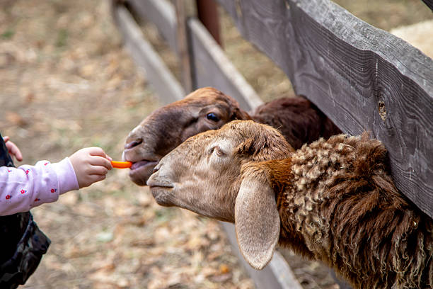 istock A child's hand holding a carrot feeds a sheep. 2240003261
