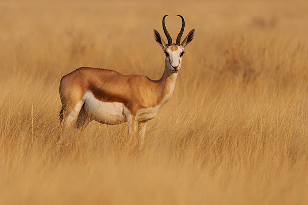 istock Springbok or springbuck Antidorcas marsupialis, slender, long-legged antelope found mainly in south and southwest Africa, genus Antidorcas, sunset in Namibian savanna 2240003644