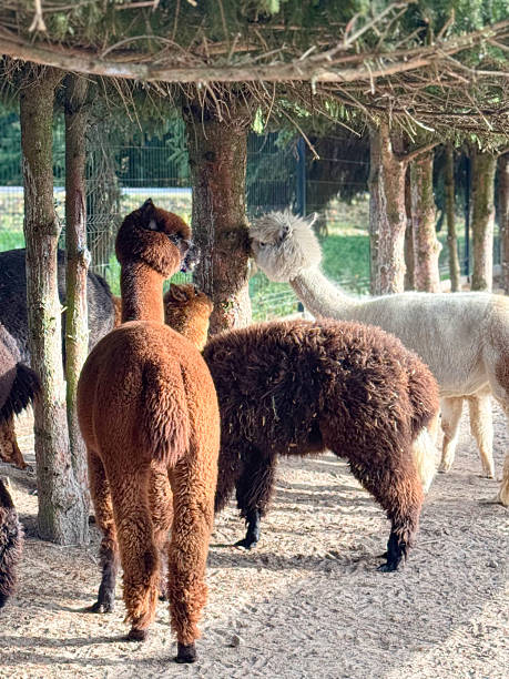 istock Charming alpacas in a pen on a farm on a sunny day 2240004658