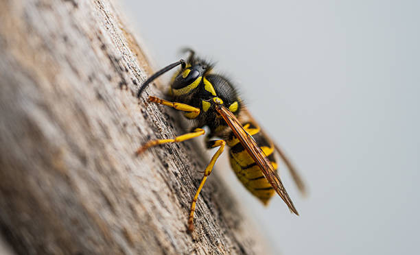 istock Wasp climbing on tree bark in extreme closeup.. 2240004879