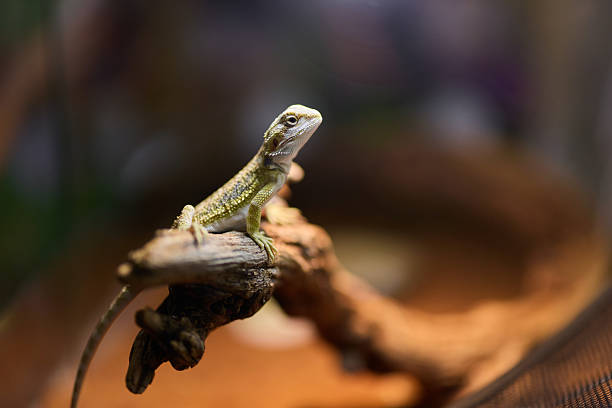 istock This is an Intricate CloseUp Image of a Beautiful Lizard Resting Contentedly on a Branch 2240004985