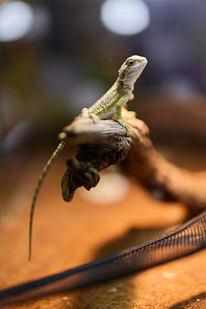 istock A Lizard Relaxing on a Branch Within a Lively Terrarium Environment for Observation 2240005105