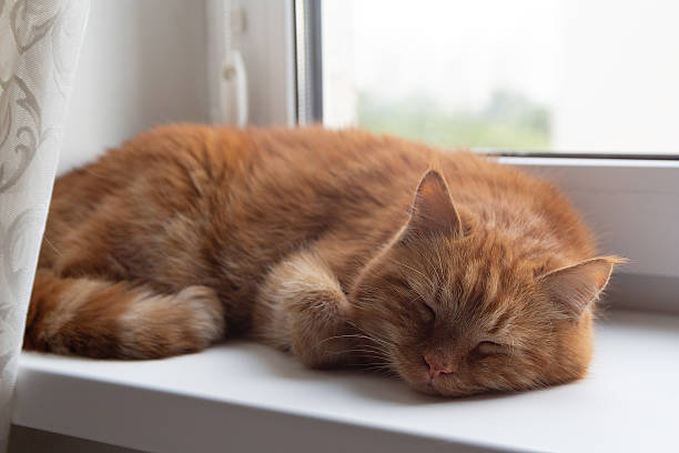 istock Red cat sleeps on the windowsill 2240005250