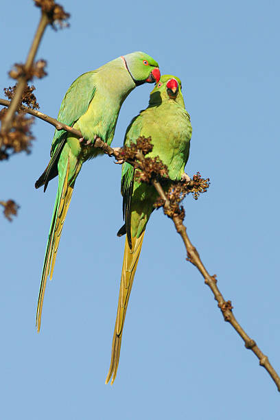 istock Chattering Rose-ringed Parakeets in the Sunlight 2240005598