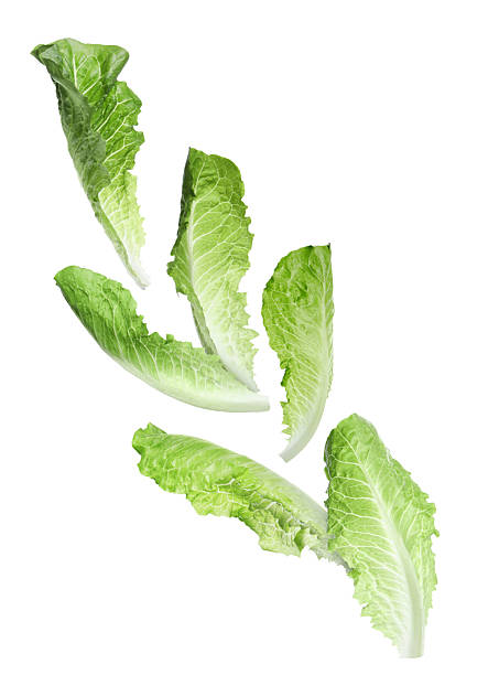 istock Green romaine lettuce leaves in air on white background 2240005793
