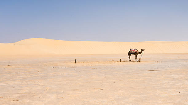 An adult Egyptian camel for transporting tourists rests lying on a sandy beach against the backdrop of a beautiful sea. Egypt. in the summer holiday on a camel ride