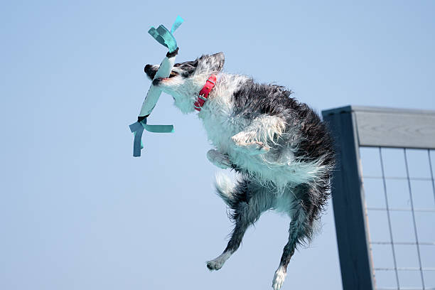 Dog in the air after catching a toy while jumping off a dock into the swimming pool