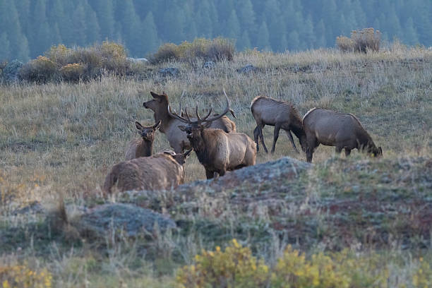 istock Bull elk is boldly standing while maneuvering elk cows being herded by the bull on a hill top. 2240008090