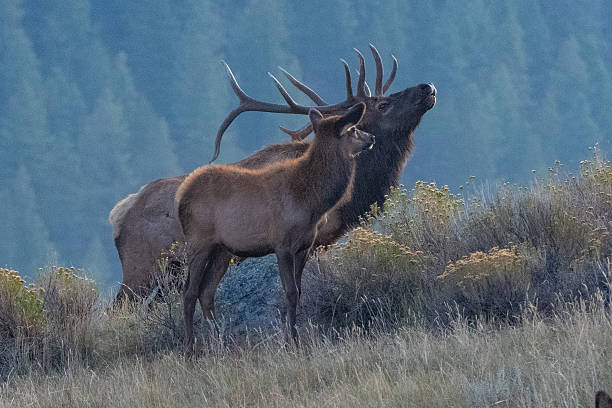 istock Bull elk is boldly standing while maneuvering elk cows being herded by the bull on a hill top. 2240008104