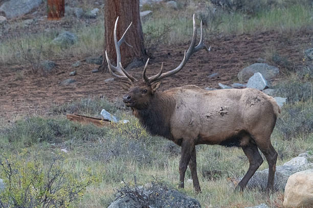 istock Bull elk is boldly standing while maneuvering elk cows being herded by the bull on a hill top. 2240008144