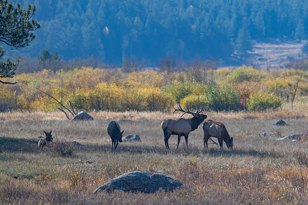 A big male elk is chasing  elk cows being herded on a hill top in the Rocky Mountain National Park in Moraine Park. Elk here are large members of the deer family, known for the Prominent antlers and characteristic \