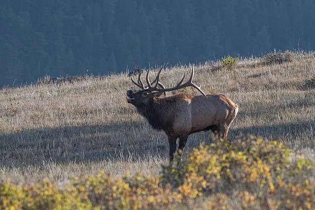 istock Bull elk is at side view and bugling, walking boldly while following elk cows being herded by the bull on a hill top. Bugling can be held at long distances. 2240009106