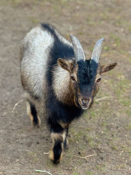 istock A goat strolls around the farm in close-up 2240009464