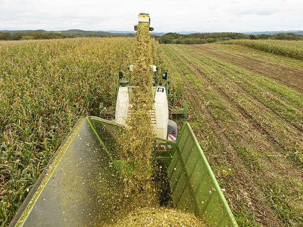 A high angle view of a combine harvester collecting corn in a large field and dumping it into a trailer. Chopped up to be used to feed cattle.