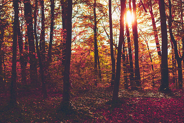 Captivating autumn forest bathed in golden sunlight, vibrant red leaves through towering trees, casting a warm glow. Ideal for evoking seasonal magic and serene escapes in nature inspired design