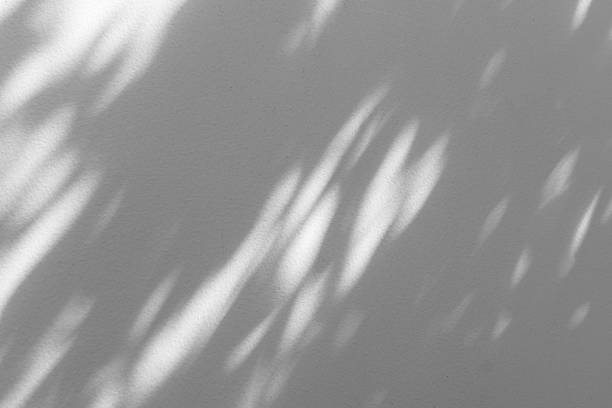 istock Abstract natural tree branch leaves shadow on white wall background 2240020360
