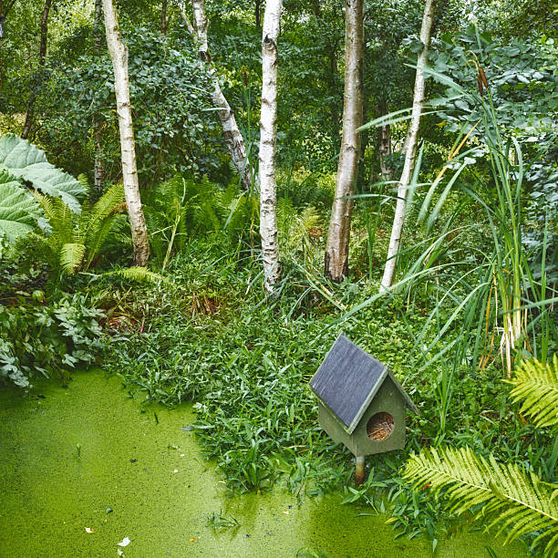 Discover a serene garden pond hidden amidst verdant ferns and Betula pendula trees. Featuring tranquil water with duckweed cover and a charming wooden birdhouse, this setting radiates tranquility and natural beauty.