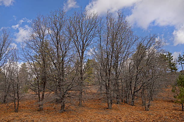 This vibrant landscape depicts a forest in California during the colder season. Bare deciduous trees (Quercus spp.) create a serene atmosphere, surrounded by earthy tones and a crisp, clear blue sky above.