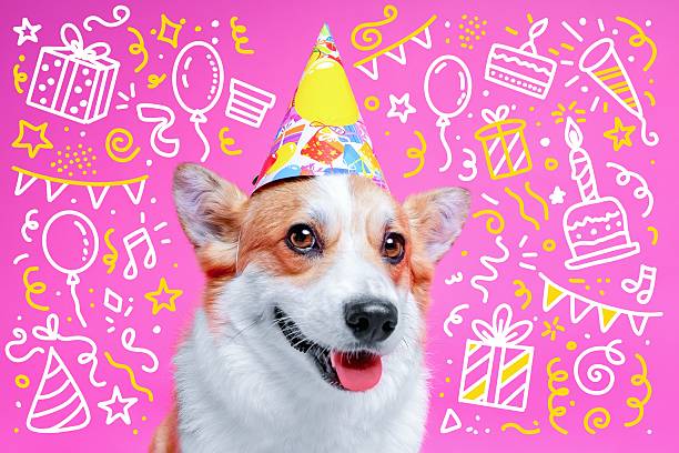 istock Corgi birthday celebration with festive party hat and decorations 2240020771