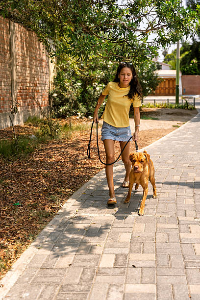 istock Young woman walking dog on leash in park 2240021289