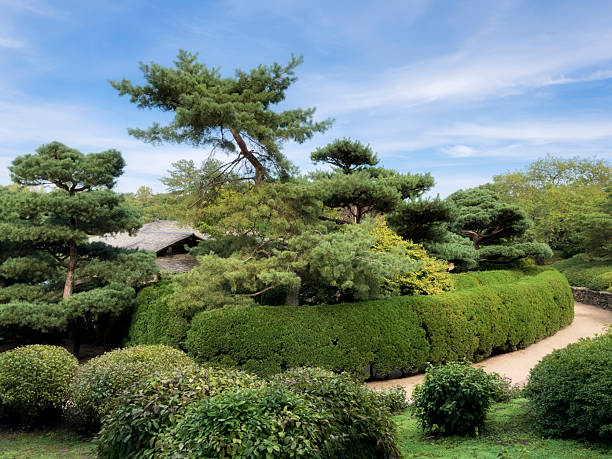 Japanese Pine tree in a peaceful Japanese garden