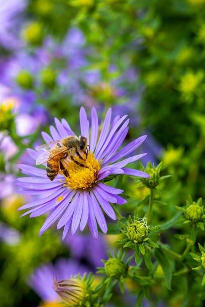 Purple flowers of New England aster with bee in October