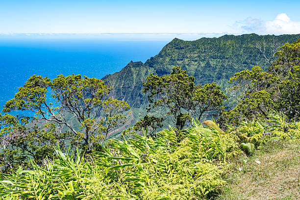 Kalalau Lookout with scenic view of beautiful Napali Coast at Koke'e State Park on the Hawaiian island of Kauai, USA