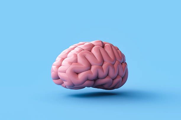 istock 3D Rendering of Human brain isolated on blue background. 2240024010