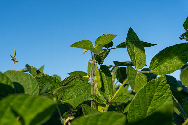istock Green soybean plants with developing pods reaching towards a vibrant clear blue sky on a sunny day 2240025514