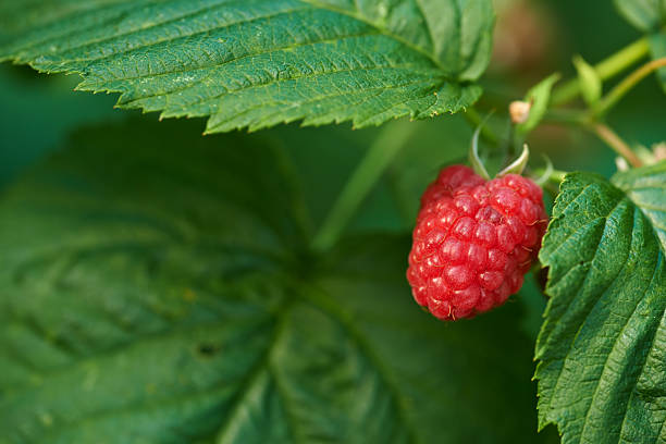 Vivid red raspberry on Rubus idaeus with lush green foliage