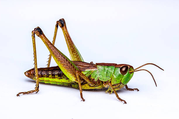 istock a beautiful green grasshopper on a white background 2240031245