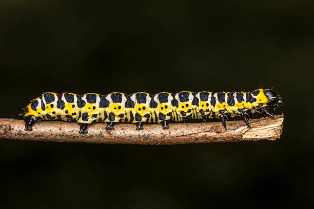istock yellow caterpillar on a black background 2240031302