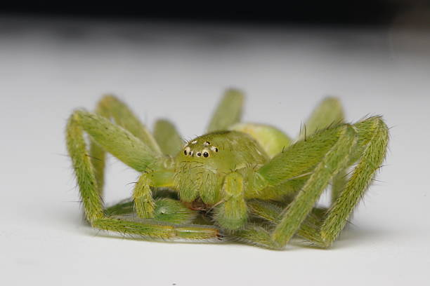 green, hairy spider Micrommata. close-up. spider on a white background. extreme close-up. insect mouthpart. screensaver. cute green spider. Micrommata virescens. Sparassidae.