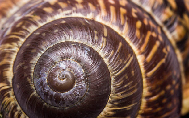 istock spiral texture. close-up of a snail shell 2240031900
