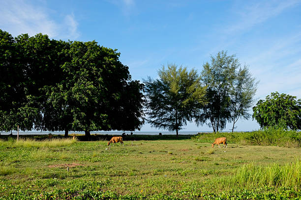 Cows in the grassy fields around North Rupat beach