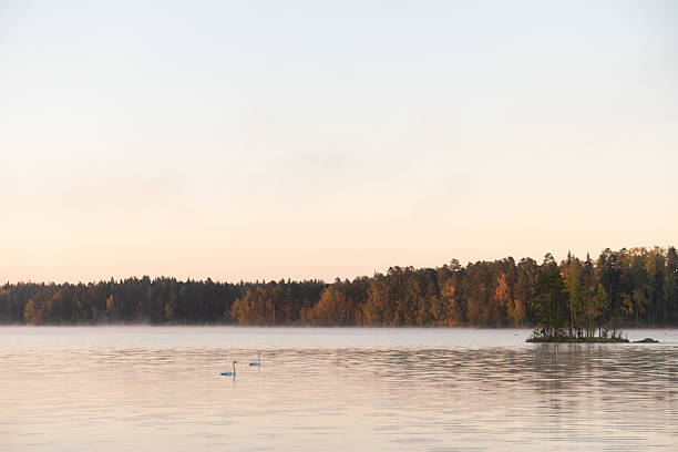 Peaceful autumn lake view at sunset with two distant swans and forest shoreline reflecting in calm water near Forssa, Finland.