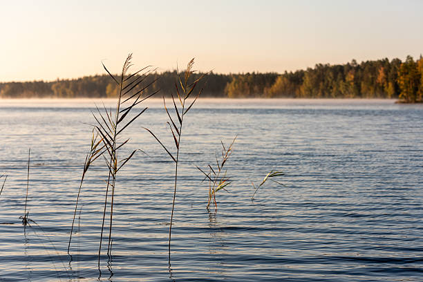 Serene morning view over a Finnish lake with gentle ripples and distant forest in warm autumn light. The clear air and soft colors evoke the peaceful rhythm of nature and the quiet charm of the Nordic landscape.