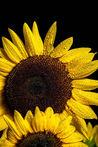 istock Sunflowers with Dew Drops on Petals Against a Dark Background 2240035181