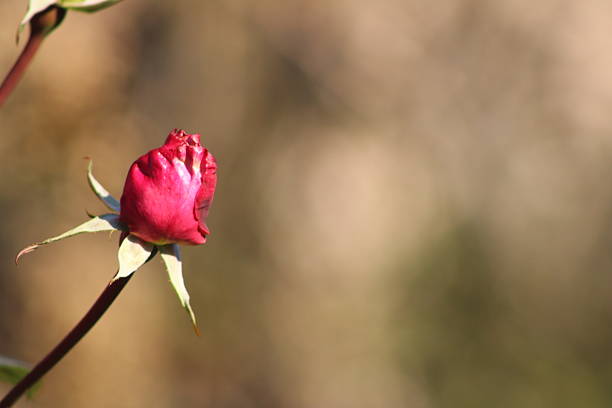 These photos were taken naturally and casually, during a morning walk. There are a variety of elements, textures, insects, colors, and animals. They are all part of a whole that lives in San Isidro, Argentina.