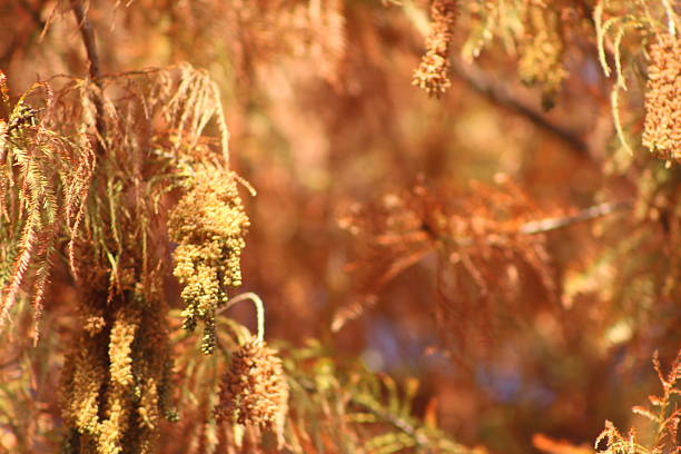 istock Nature Argentina, San Isidro 5 2240039483