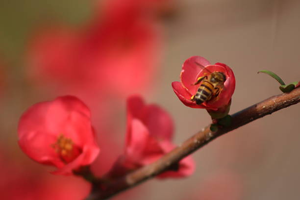 Macro shot of bee polinating paeonia peregrina - Wild plant shot in spring.