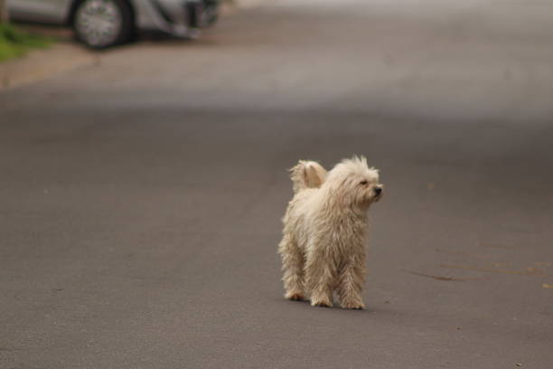 These photos were taken naturally and casually, during a morning walk. There are a variety of elements, textures, insects, colors, and animals. They are all part of a whole that lives in San Isidro, Argentina.