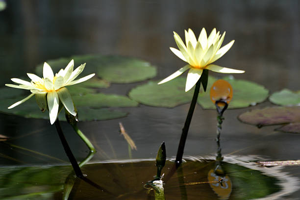 Flowers in a lake water surface.
