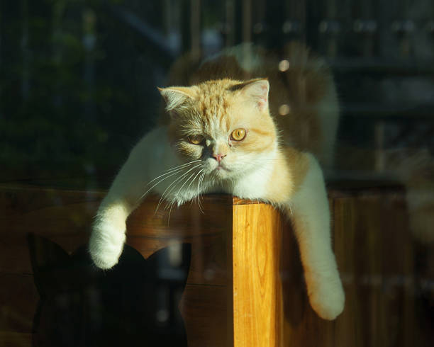 istock A charming feline with a curious gaze, relaxing in a sunlit space 2240041339