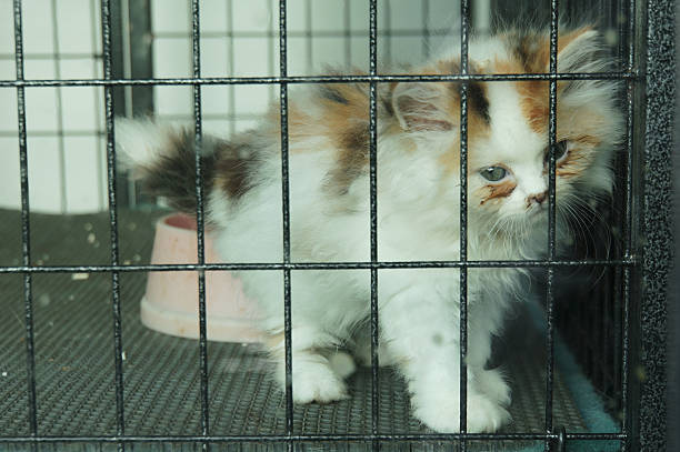 istock A cute kitten in a cage, looking down with a pink bowl 2240041351