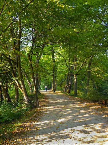 A serene forest trail lined with trees under a canopy of green leaves, dappled with autumn sunlight. A lone person walks in the distance, adding depth to the composition. Fallen yellow leaves are scattered on the light gravel path, and protective mesh surrounds the lower parts of the tree trunks on the left side. The photo evokes a peaceful, early fall atmosphere.