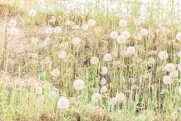 Japan Nature