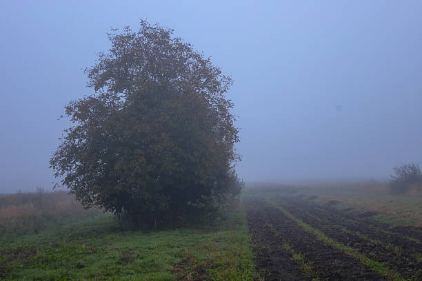 ​A solitary standing tree on a field dominates the rural landscape, which is divided into strips of green grass and plowed earth.